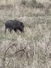 Phacochoerus africanus massaicus