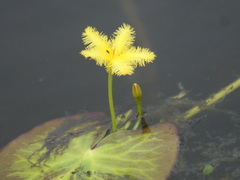 Nymphoides fallax