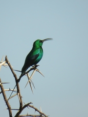 Nectarinia famosa