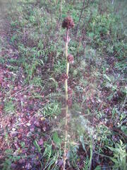 Campanula cervicaria
