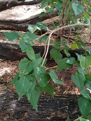Magnoliopsida