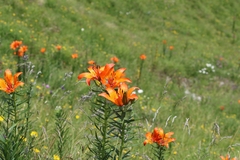 Lilium bulbiferum