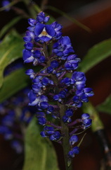 Dichorisandra thyrsiflora