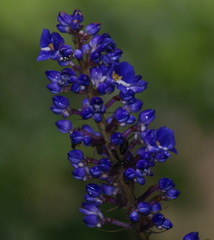 Dichorisandra thyrsiflora