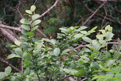Symplocos paniculata
