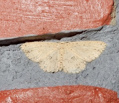 Perixera decretarioides