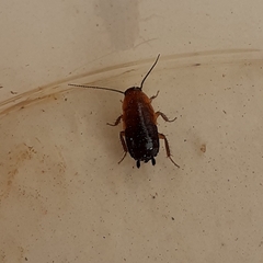 Loboptera