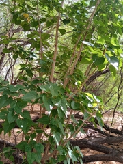 Magnoliopsida