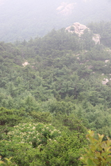 Albizia kalkora