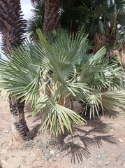 Copernicia prunifera