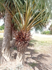 Copernicia prunifera