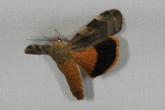 Noctua fimbriata