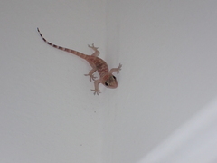 Hemidactylus turcicus