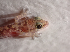 Hemidactylus turcicus