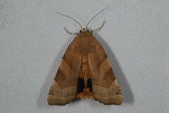 Noctua fimbriata
