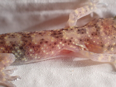 Hemidactylus turcicus