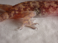 Hemidactylus turcicus
