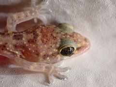 Hemidactylus turcicus