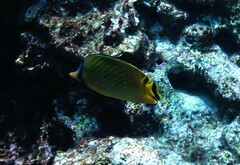 Chaetodon rafflesii