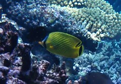Chaetodon rafflesii