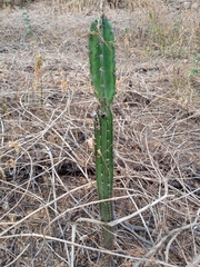 Cereus jamacaru