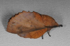 Gastropacha quercifolia