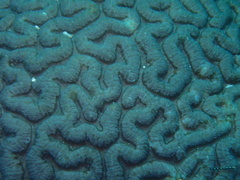 Lobophyllia