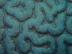 Lobophyllia