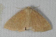 Cyclophora ruficiliaria