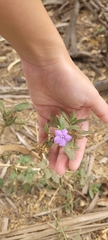 Ruellia paniculata
