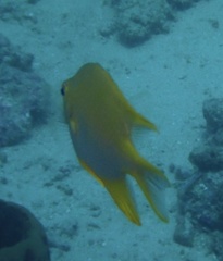 Amblyglyphidodon aureus