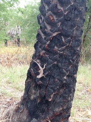 Tropidurus