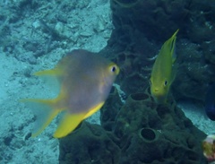 Amblyglyphidodon aureus