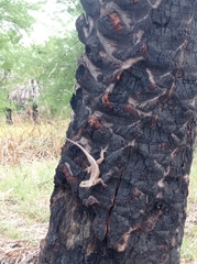 Tropidurus