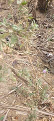 Ruellia paniculata