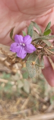 Ruellia paniculata
