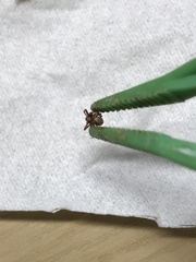 Philodromus aureolus