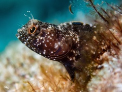 Emblemaria pandionis