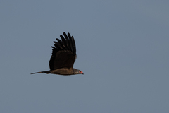 Polyboroides typus