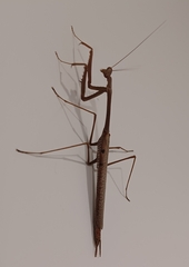 Archimantis latistyla