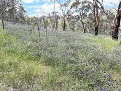Lavandula stoechas stoechas