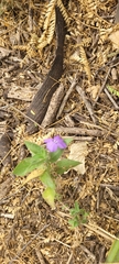 Ruellia paniculata