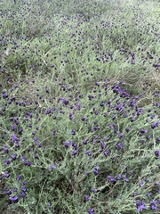 Lavandula stoechas stoechas