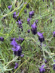 Lavandula stoechas stoechas