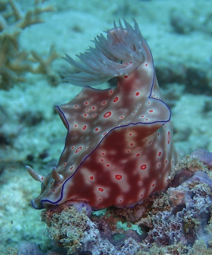ニシキウミウシ