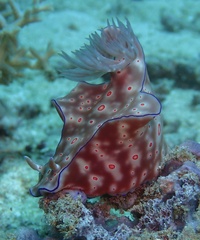 ニシキウミウシ
