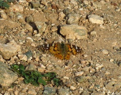 Vanessa cardui