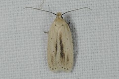 Agonopterix pallorella