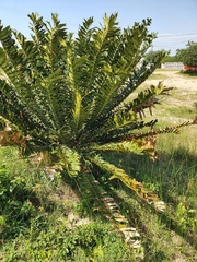 Encephalartos ferox