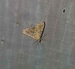 Elophila icciusalis